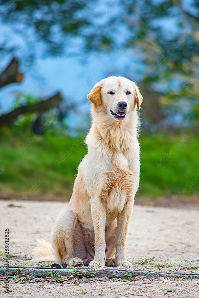 A white dog is sitting on the ground. The background trees. A white dog is sitting on the ground. The background trees.