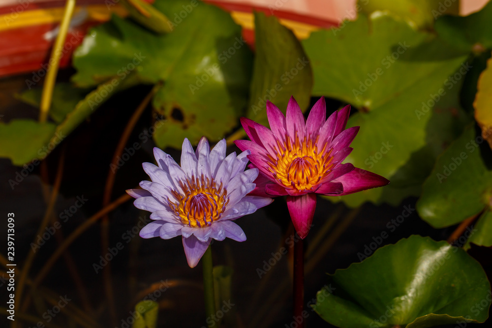 Two full bloom of waterlily / lotus behind by lotus leaf. Two full bloom of waterlily / lotus behind by lotus leaf.