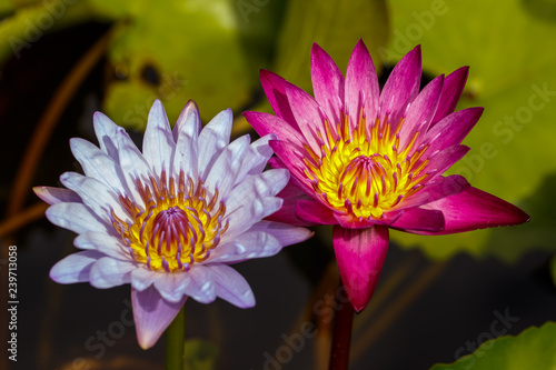 Two full bloom of waterlily / lotus behind by lotus leaf. 