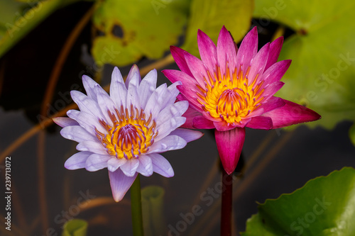 Two full bloom of waterlily / lotus behind by lotus leaf. 