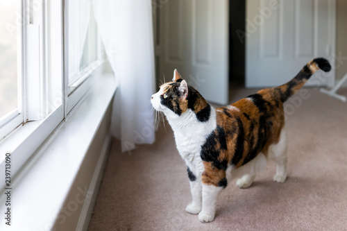 фотографія Female calico cat face standing looking through window sill watching animals bir