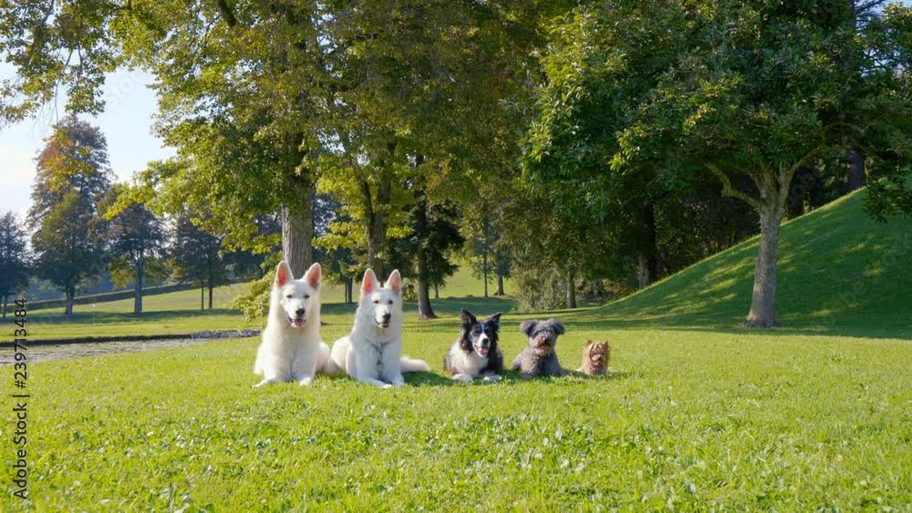 Five focused dogs lying in the park in a line, from the biggest to the smallest, different breeds. They are in the middle of a training, waiting for their next command.
