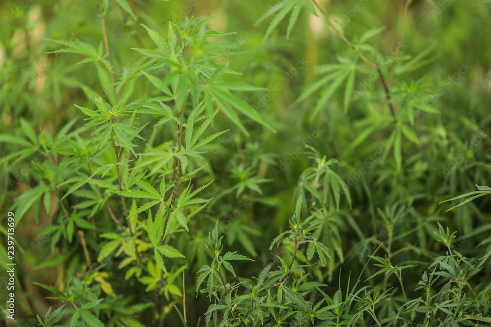 Wild growth Cannabis Grass on the Street, Peshawar, Pakistan