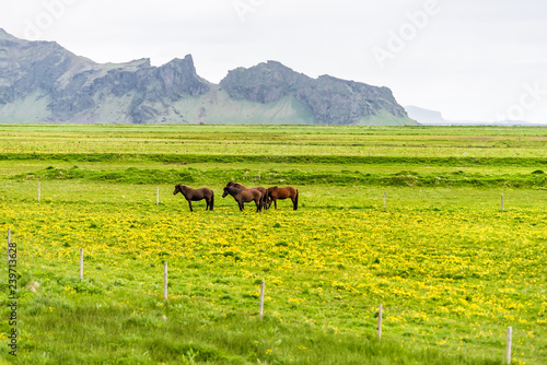 Many brown Icelandic horses standing in stable paddock in Iceland countryside rural farm valley in south by mountains, yellow flowers meadow field farmland pasture