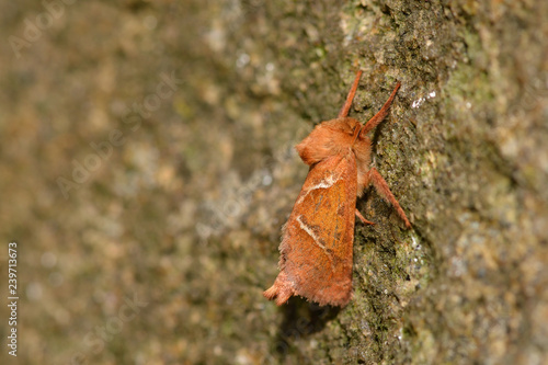 Ampfer-Wurzelbohrer (Triodia sylvina) Männchen photo