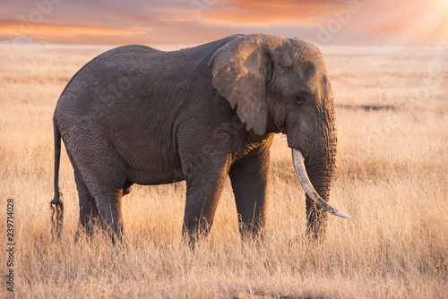 Photography An elephant was eating grass in Serengeti national park ,Tanzania