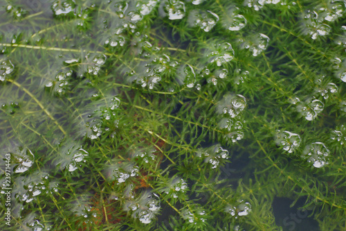 Fresh green hydrilla verticillata growing in the water, Hydrilla Seaweed, Hydrilla Verticillata, Hydrocharitaceae Seaweed Hydrilla verticillata (L.f.) Royle photo