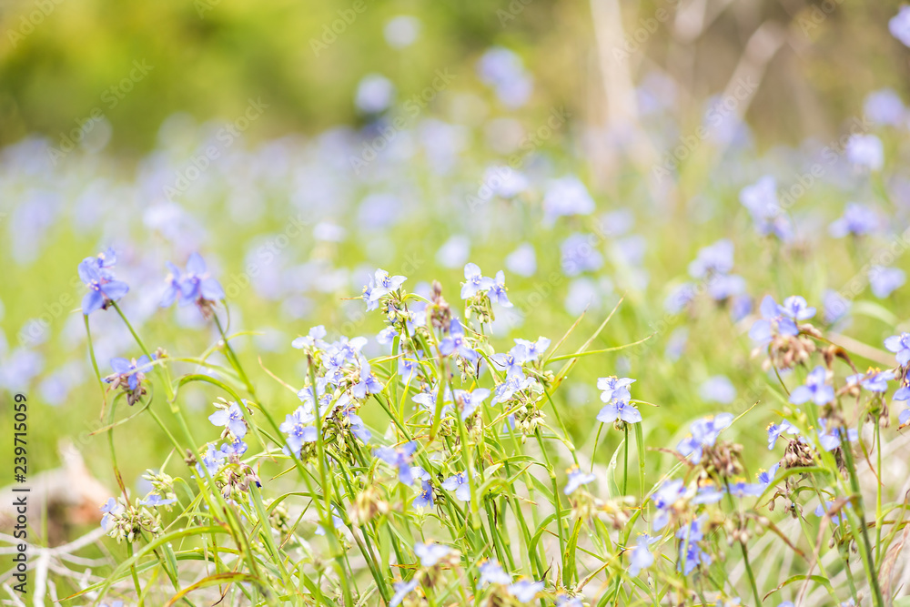 Fototapeta premium Wildflowers Tradescantia occidentalis Spiderwort purple flowers with three petals closeup in Paynes Prairie Preserve State Park in nature Gainesville, Florida