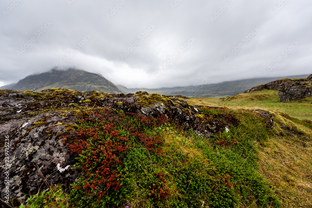 Lava Field in Iceland closeup with green and red moss mossy plants flowers covered rocks, stones in southern ring road, stormy dark clouds landscape storm, nobody