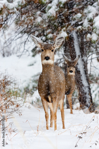 Snowstorm Deer