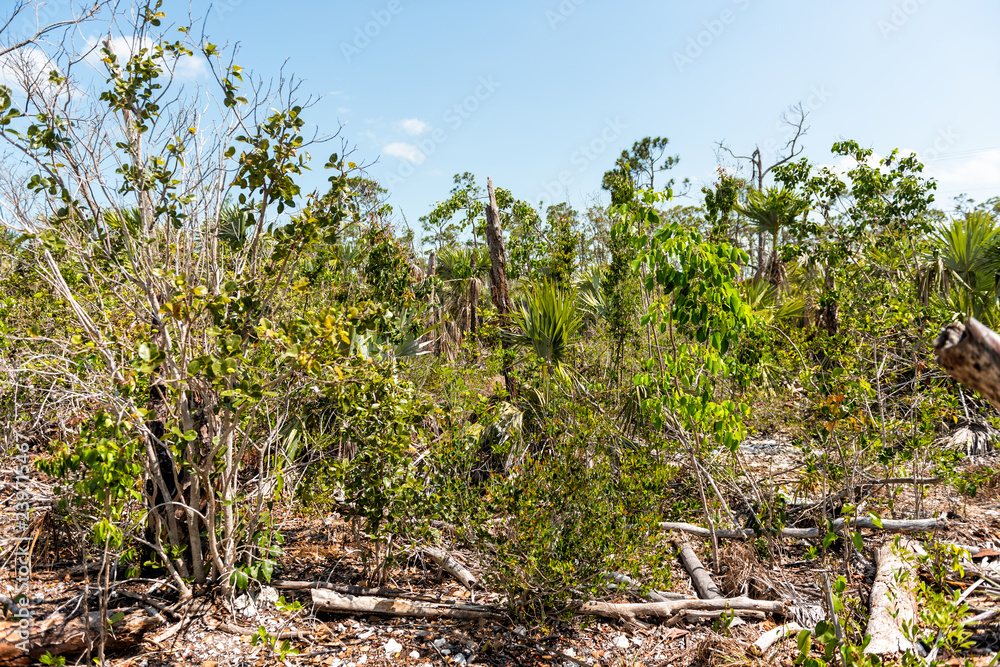 Big Pine Key, USA Florida Keys, landscape closeup of blue lake pond damaged trees damaged by wind, damage, destruction by hurricane Irma storm, nobody