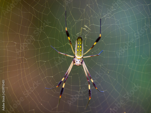 Radnetzspinne (Nephila clavipes) photo