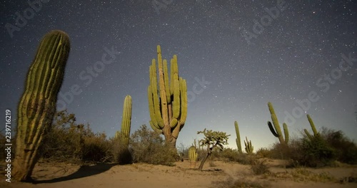 Saguaro in Movement photo