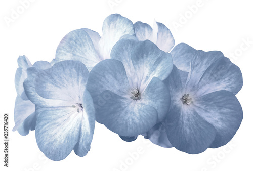 Flower light blue geranium. Isolated on a white background. Close-up. without shadows. For design. Nature.