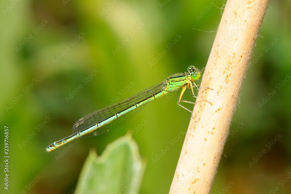 Dragonfly on plant Dragonfly on plant