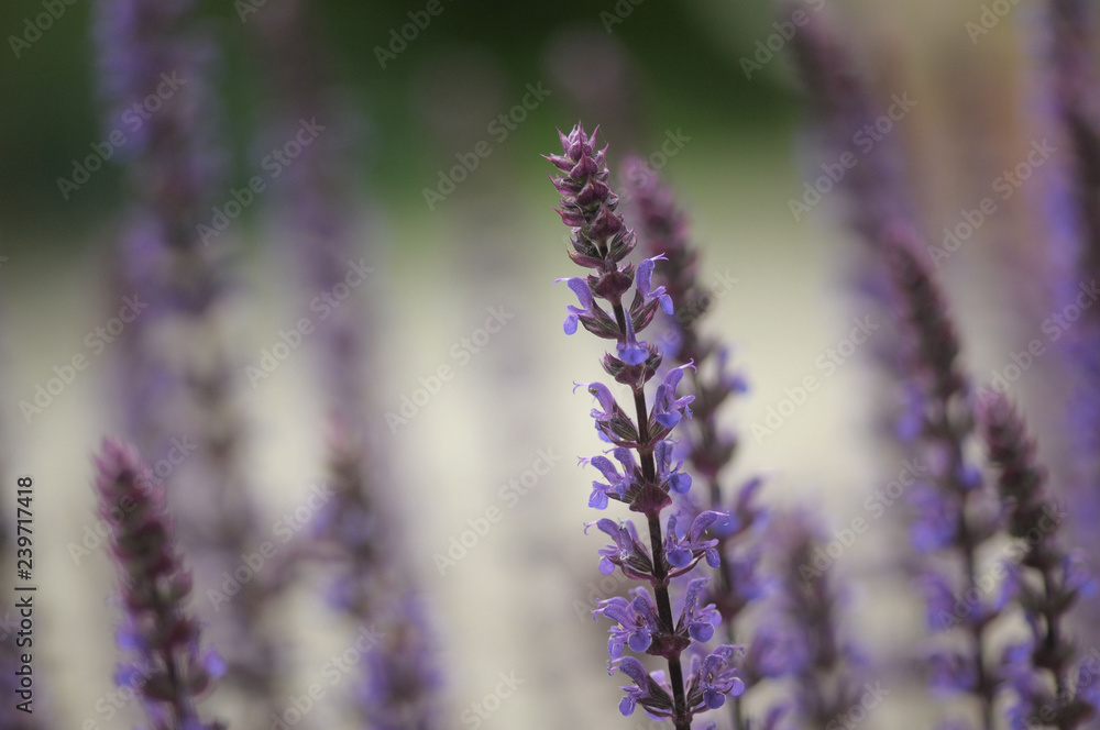 Fototapeta premium lavender