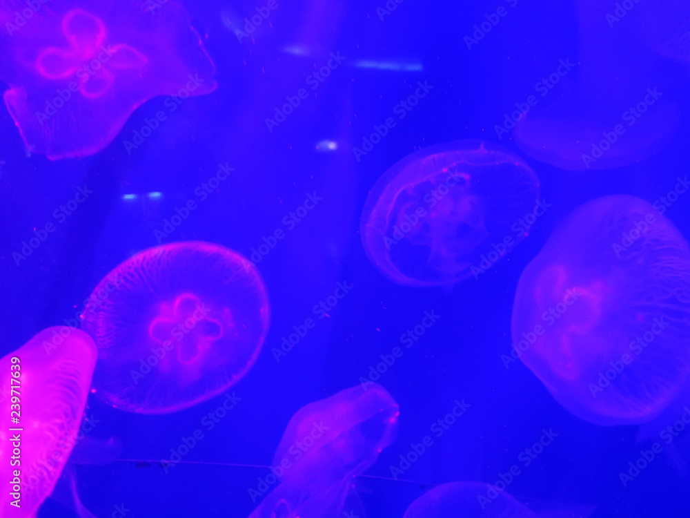 jellyfish jellyfish