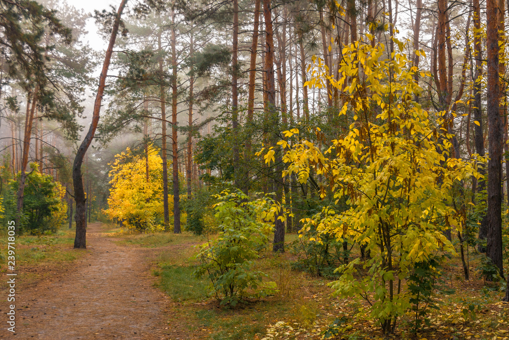 Obraz premium walk in the autumn forest. autumn paintspray leaves. landscape.