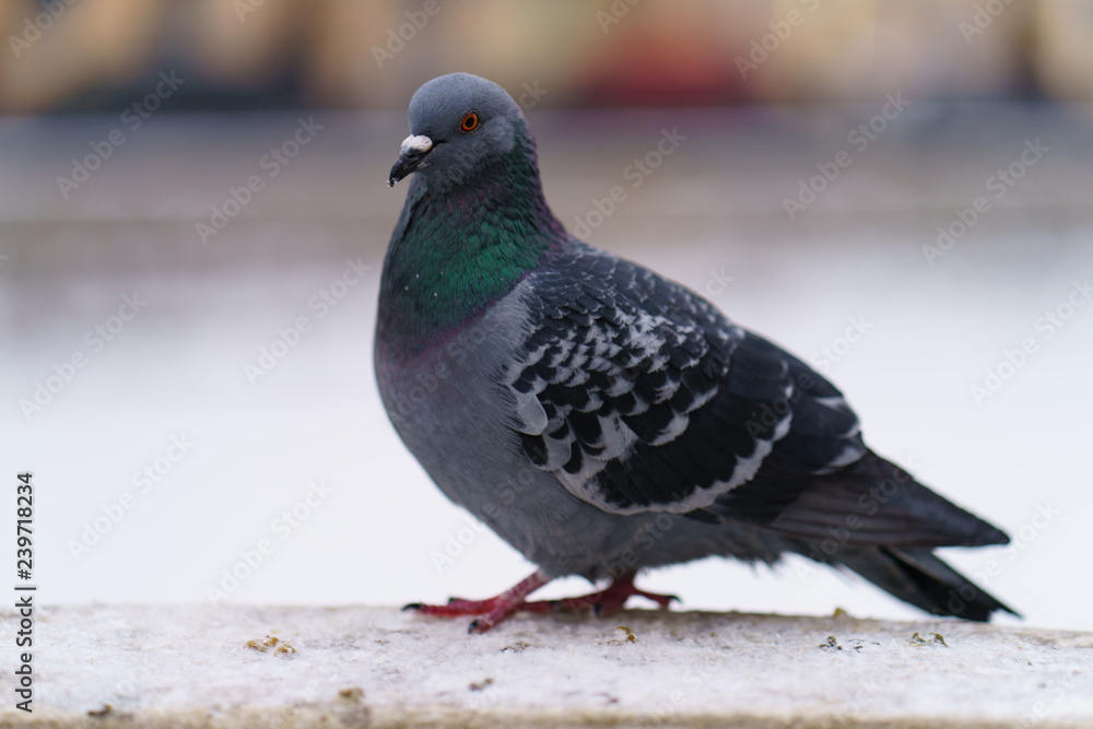 Brave pigeon struggling with the cold on the streets of winter Moscow Brave pigeon struggling with the cold on the streets of winter Moscow
