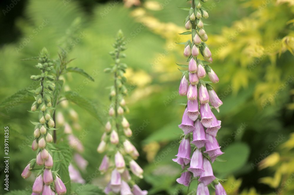 foxglove foxglove