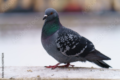  Brave pigeon struggling with the cold on the streets of winter Moscow
