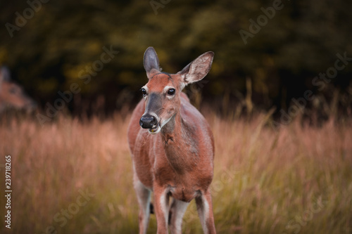 deer in the forest