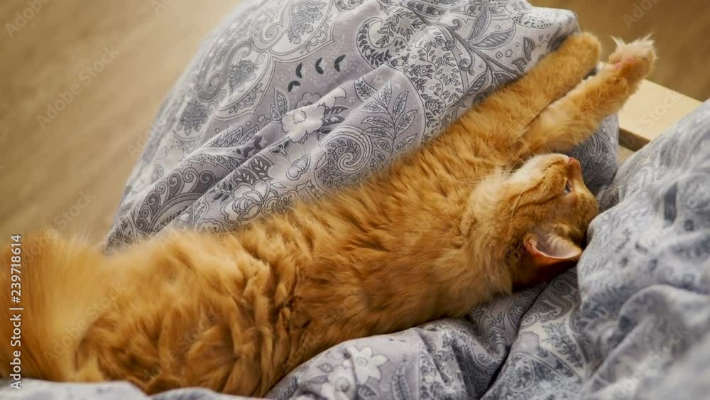 Cute ginger cat lying belly up on chair. Fluffy pet dozing on blue linen. Cozy home. Cute ginger cat lying belly up on chair. Fluffy pet dozing on blue linen. Cozy home.