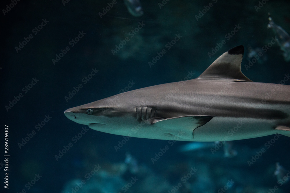 Fototapeta premium shark