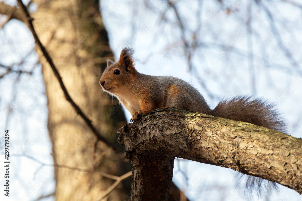 red squirrel with a fluffy tail sits on a tree branch red squirrel with a fluffy tail sits on a tree branch