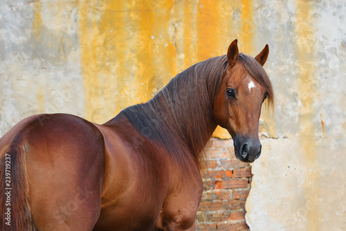 Portrait of a chestnut horse stallion look back isolated on grungy background photo