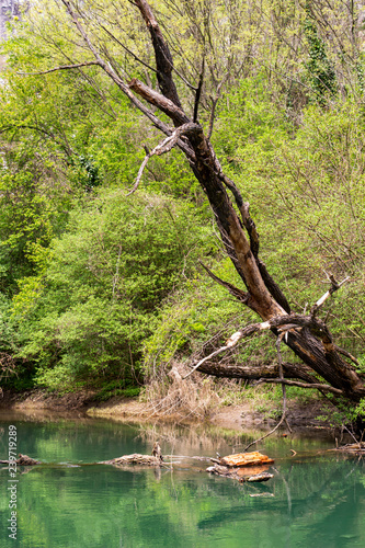 Fototapeta Naklejka Na Ścianę i Meble -  Zlatna Panega River spring view with a dead tree and fallen tree debris at Iskar-Panega Eco-path Geopark, the first geopark in Bulgaria