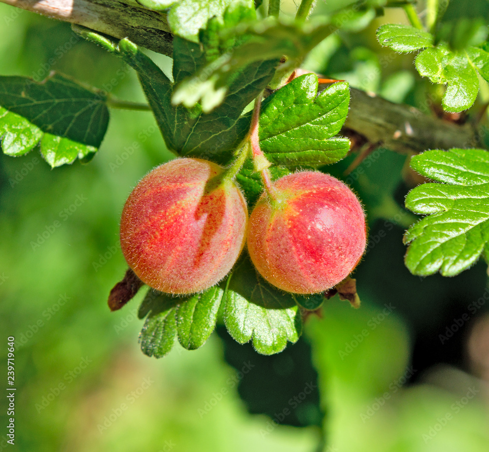 Gooseberries on a branch in the garden. Gooseberries on a branch in the garden.