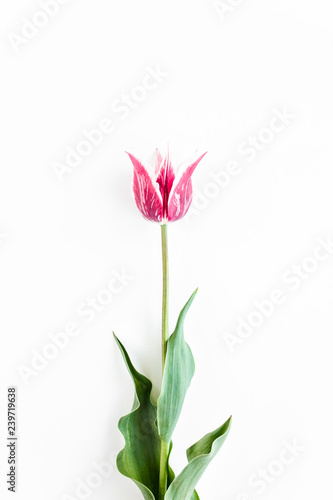maroon tulips on white background. Minimal floral concept greeting card. Flat lay, top view.