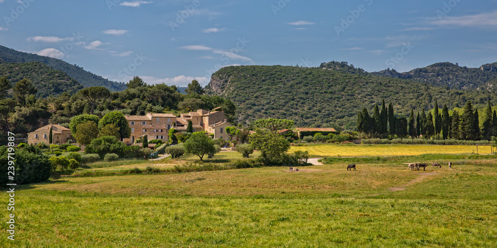 Countryside at Lourmarin. Outside the village of Lourmarin a donkey herd is grazing, Provence, Luberon, Vaucluse, France