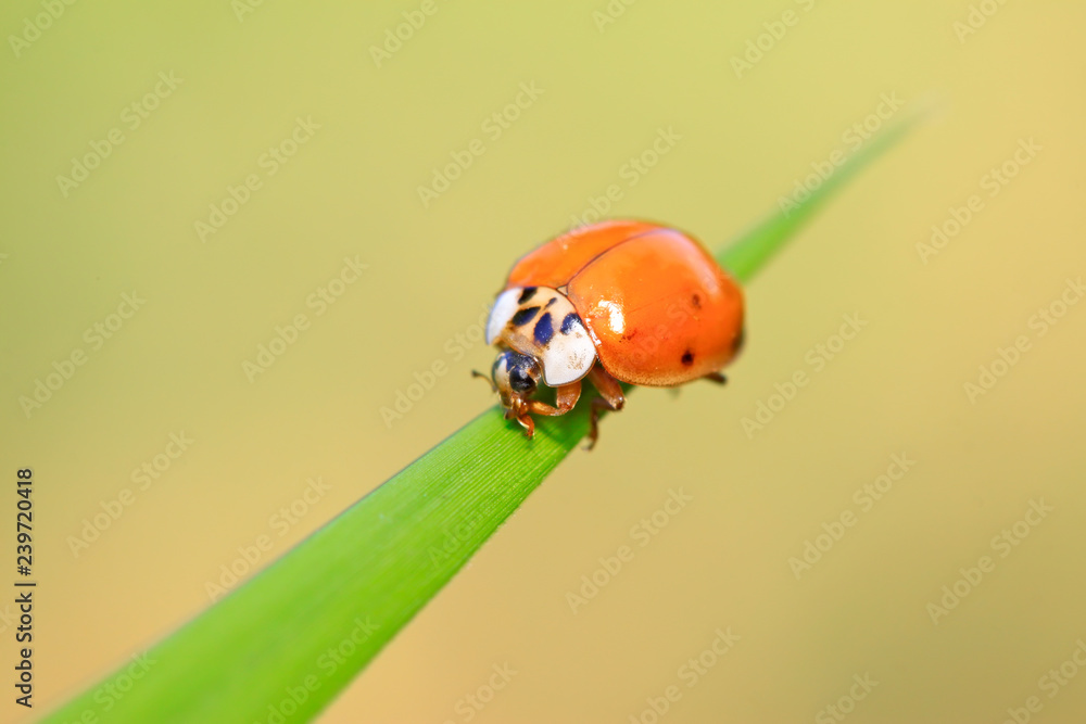Fototapeta premium Harmonia axyridis on plant