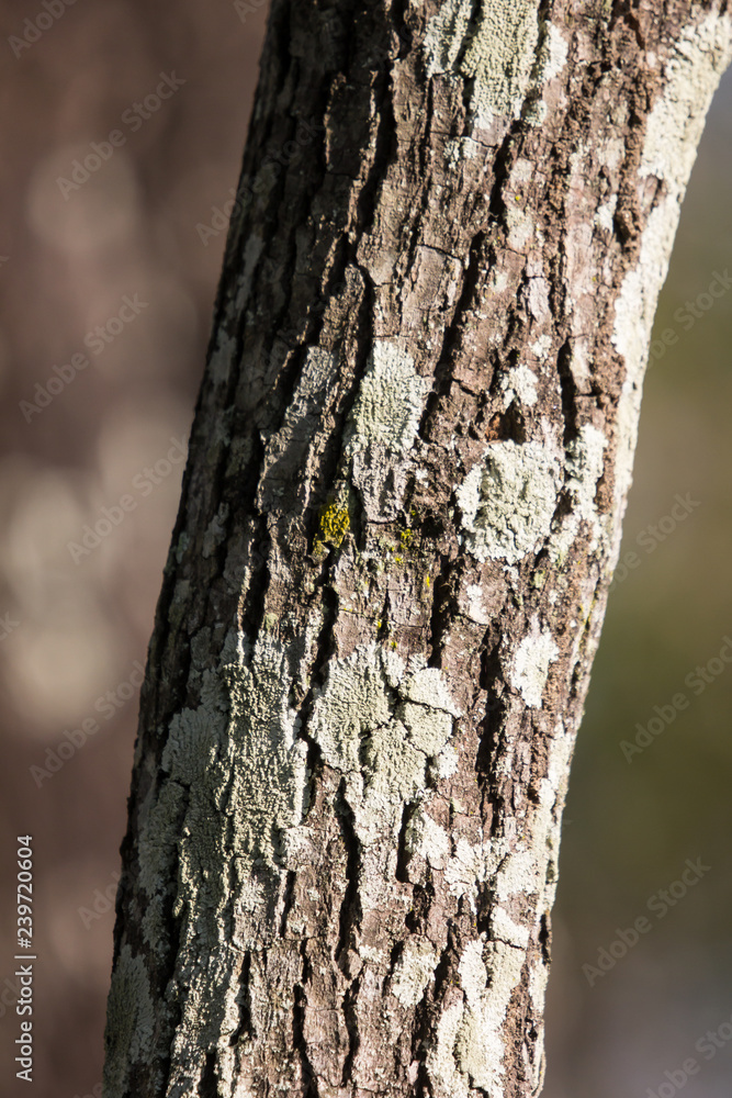 Mos on Cinnamomum camphora tree Mos on Cinnamomum camphora tree