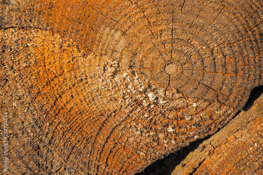 Fototapeta premium Abstract wood patterns