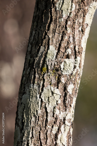 Fototapeta Naklejka Na Ścianę i Meble -  Mos on Cinnamomum camphora tree