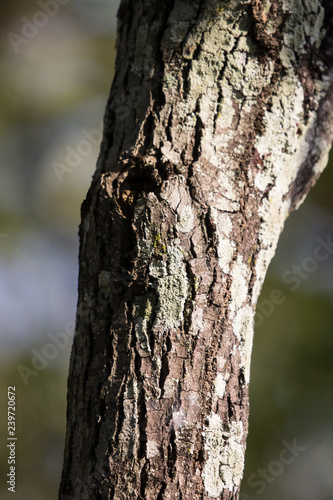 Mos on Cinnamomum camphora tree