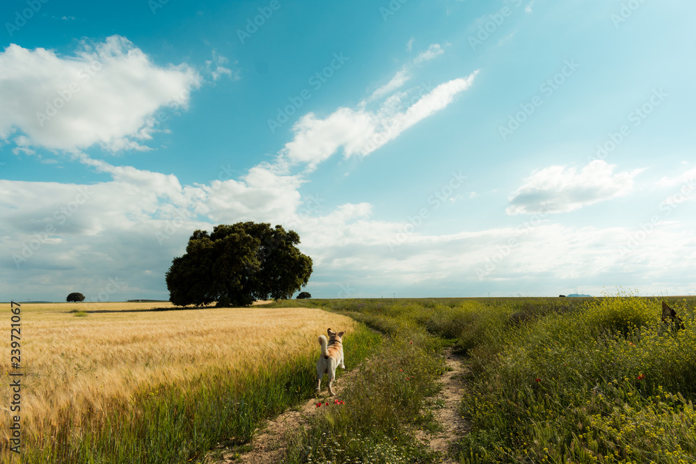 Fantastic spring landscape with one dog Fantastic spring landscape with one dog