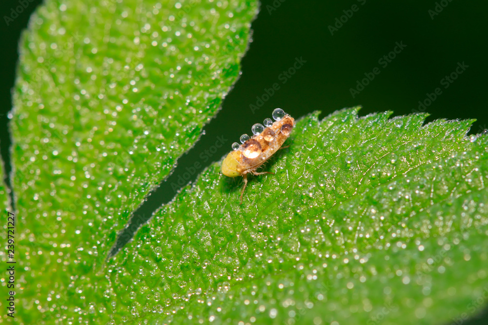 Fototapeta premium leafhopper on plant