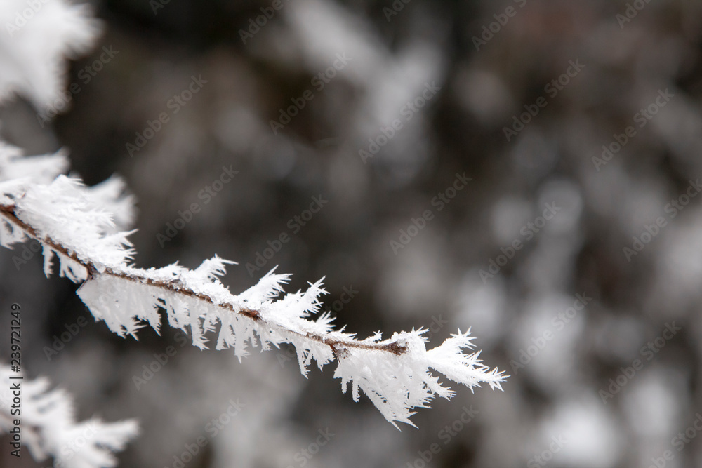frozen branches covered with snow frozen branches covered with snow