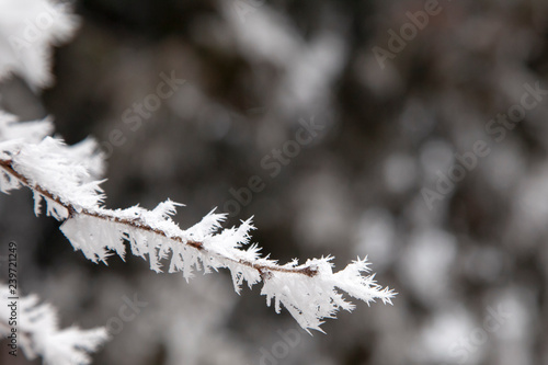 frozen branches covered with snow