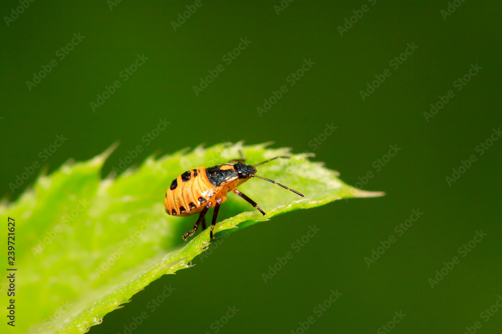 Fototapeta premium stinkbug on plant