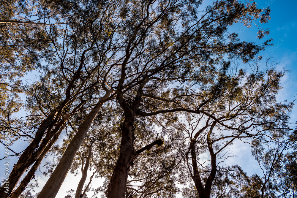 Fototapeta premium Parque da Cidade - Rio de Janeiro - Niterói