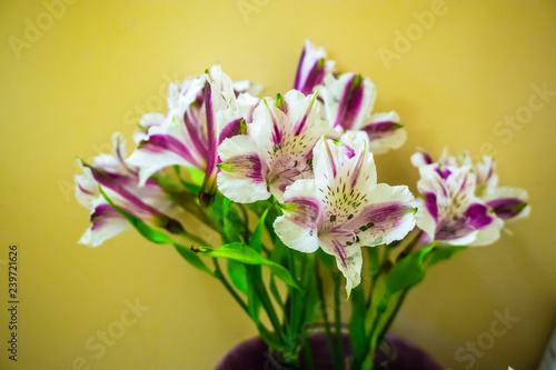 Fototapeta Naklejka Na Ścianę i Meble -  Purple And White Lilies 3
