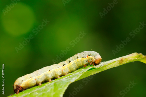 Lepidoptera insect larvae on plant