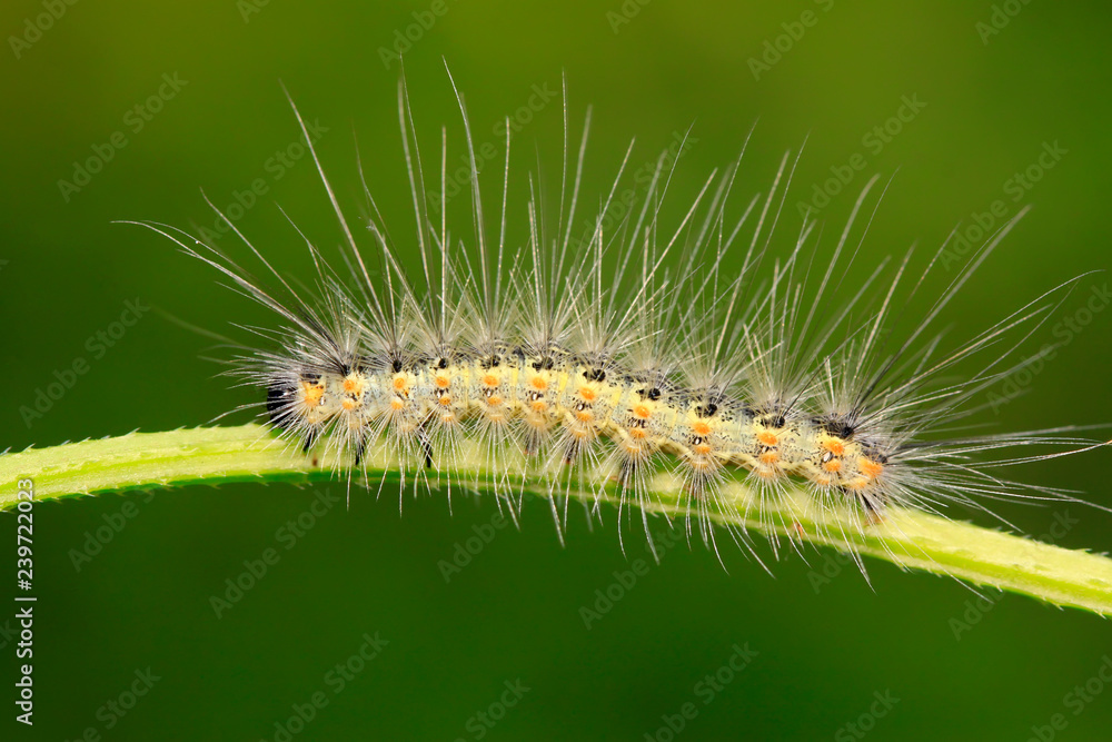 caterpillar on green leaf