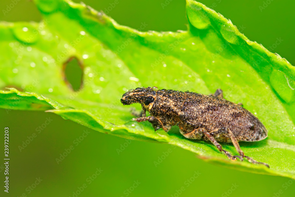 Obraz premium weevil on plant