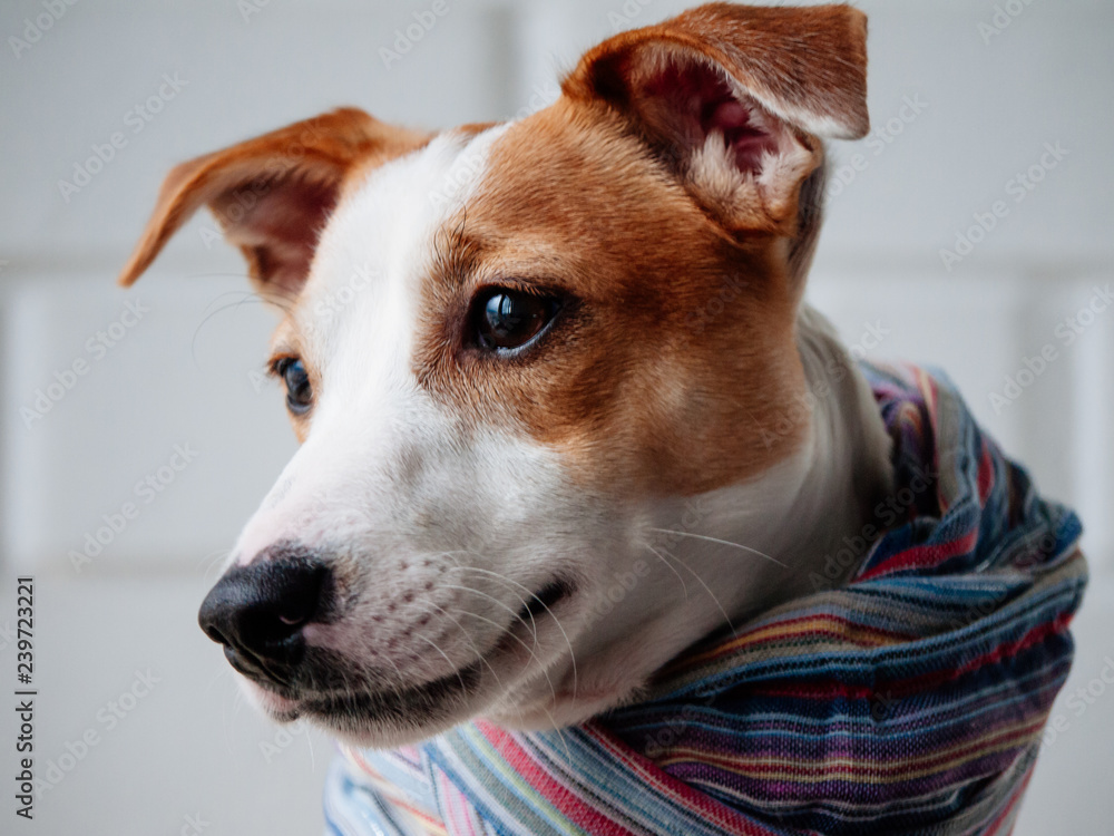 Dog in a scarf